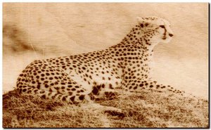 гепард.jpg (77605 просмотров) <a class='original' href='./download/file.php?id=147336&mode=view' target=_blank>Загрузить оригинал (81.18 КБ)</a>