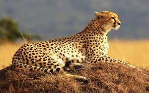 Гепард-фото1.jpg (77605 просмотров) <a class='original' href='./download/file.php?id=147337&mode=view' target=_blank>Загрузить оригинал (152.62 КБ)</a>