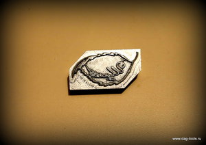 IMG_8150.JPG (3118 просмотров) <a class='original' href='./download/file.php?id=150596&mode=view' target=_blank>Загрузить оригинал (204.25 КБ)</a>