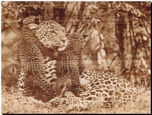 гепард.jpg (20501 просмотр) <a class='original' href='./download/file.php?id=152036&mode=view' target=_blank>Загрузить оригинал (83.09 КБ)</a>