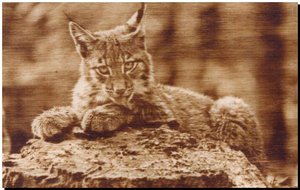 рысь.jpg (20501 просмотр) <a class='original' href='./download/file.php?id=152037&mode=view' target=_blank>Загрузить оригинал (65.67 КБ)</a>