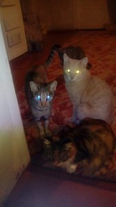 IMG-20181204-WA0003.jpg (3011 просмотров) <a class='original' href='./download/file.php?id=152198&mode=view' target=_blank>Загрузить оригинал (34.11 КБ)</a>