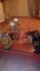 IMG-20181204-WA0004.jpg (3011 просмотров) <a class='original' href='./download/file.php?id=152199&mode=view' target=_blank>Загрузить оригинал (39.78 КБ)</a>