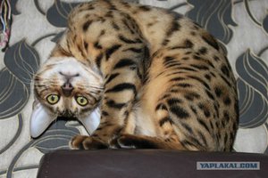 288.jpg (3881 просмотр) <a class='original' href='./download/file.php?id=154713&mode=view' target=_blank>Загрузить оригинал (74.87 КБ)</a>