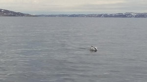 IMG_20190511_115357.jpg (2821 просмотр) <a class='original' href='./download/file.php?id=163940&mode=view' target=_blank>Загрузить оригинал (204.2 КБ)</a>