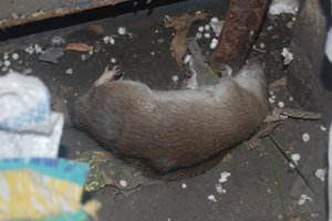 DSC_4146.JPG (2397 просмотров) <a class='original' href='./download/file.php?id=16445&mode=view' target=_blank>Загрузить оригинал (129.1 КБ)</a>