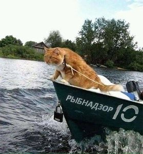 i.jpg (3259 просмотров) <a class='original' href='./download/file.php?id=165737&mode=view' target=_blank>Загрузить оригинал (47.26 КБ)</a>