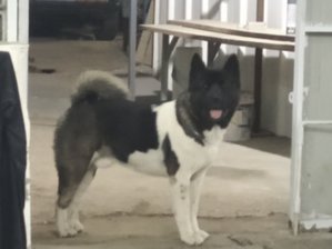 IMG_20191203_185751.jpg (4241 просмотр) <a class='original' href='./download/file.php?id=172951&mode=view' target=_blank>Загрузить оригинал (1.72 МБ)</a>