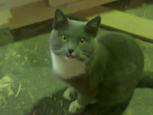 Фото0319.jpg (17732 просмотра) <a class='original' href='./download/file.php?id=18274&mode=view' target=_blank>Загрузить оригинал (161.56 КБ)</a>