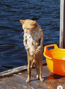 10685.jpg (3717 просмотров) <a class='original' href='./download/file.php?id=184726&mode=view' target=_blank>Загрузить оригинал (252.11 КБ)</a>