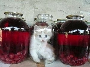 getImage (40).jpg (2273 просмотра) <a class='original' href='./download/file.php?id=18685&mode=view' target=_blank>Загрузить оригинал (26.09 КБ)</a>