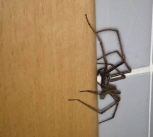 IMG_0839.JPG (3139 просмотров) <a class='original' href='./download/file.php?id=19058&mode=view' target=_blank>Загрузить оригинал (462.5 КБ)</a>