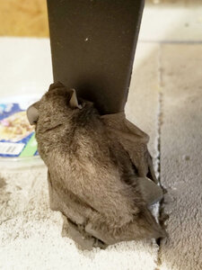 2019-08-11 15-56-08.jpg (77419 просмотров) <a class='original' href='./download/file.php?id=194720&mode=view' target=_blank>Загрузить оригинал (221.8 КБ)</a>