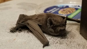 2019-08-11 15-53-01.jpg (77419 просмотров) <a class='original' href='./download/file.php?id=194721&mode=view' target=_blank>Загрузить оригинал (164.8 КБ)</a>