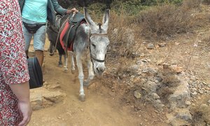 IMAG0596.jpg (2022 просмотра) <a class='original' href='./download/file.php?id=19568&mode=view' target=_blank>Загрузить оригинал (1.37 МБ)</a>