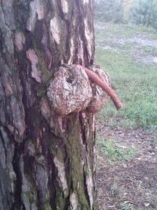 CAM00294.jpg (2650 просмотров) <a class='original' href='./download/file.php?id=19937&mode=view' target=_blank>Загрузить оригинал (2.04 МБ)</a>