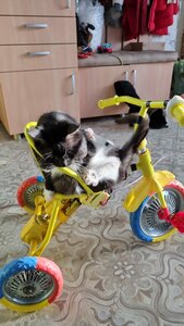 IMG-20211116-WA0006.jpg (4101 просмотр) <a class='original' href='./download/file.php?id=199640&mode=view' target=_blank>Загрузить оригинал (164.78 КБ)</a>