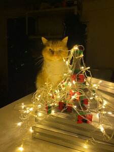 2021-12-30 21.14.47.jpg (735 просмотров) <a class='original' href='./download/file.php?id=200886&mode=view' target=_blank>Загрузить оригинал (1.05 МБ)</a>