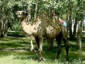 верблюд в тюмени.jpg (2437 просмотров) <a class='original' href='./download/file.php?id=20250&mode=view' target=_blank>Загрузить оригинал (33.54 КБ)</a>