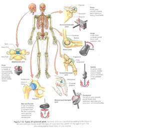 шарниры в человеческом теле (16531 просмотр) <a class='original' href='./download/file.php?id=2030&mode=view' target=_blank>Загрузить оригинал (99.85 КБ)</a>