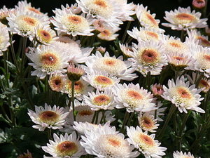 017.jpg (2261 просмотр) <a class='original' href='./download/file.php?id=21290&mode=view' target=_blank>Загрузить оригинал (123.44 КБ)</a>