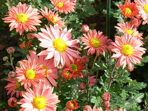 018.jpg (2261 просмотр) <a class='original' href='./download/file.php?id=21291&mode=view' target=_blank>Загрузить оригинал (137.19 КБ)</a>