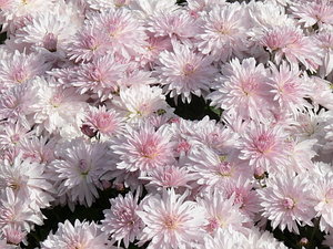 019.jpg (2261 просмотр) <a class='original' href='./download/file.php?id=21292&mode=view' target=_blank>Загрузить оригинал (116.52 КБ)</a>