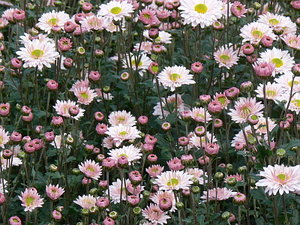 021.jpg (2261 просмотр) <a class='original' href='./download/file.php?id=21294&mode=view' target=_blank>Загрузить оригинал (135.59 КБ)</a>