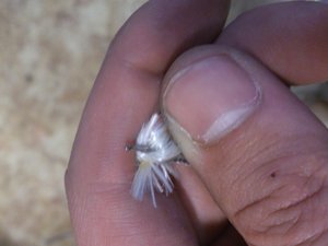 DSC_2379.jpg (2296 просмотров) <a class='original' href='./download/file.php?id=21811&mode=view' target=_blank>Загрузить оригинал (2.14 МБ)</a>