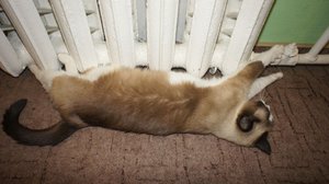 DSC00217.JPG (2565 просмотров) <a class='original' href='./download/file.php?id=23266&mode=view' target=_blank>Загрузить оригинал (242.99 КБ)</a>