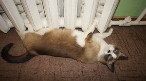 DSC00218.JPG (2565 просмотров) <a class='original' href='./download/file.php?id=23267&mode=view' target=_blank>Загрузить оригинал (227.62 КБ)</a>