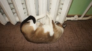 DSC00219.JPG (2565 просмотров) <a class='original' href='./download/file.php?id=23268&mode=view' target=_blank>Загрузить оригинал (232.6 КБ)</a>