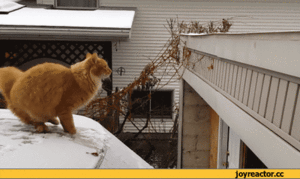 prigun.gif (1787 просмотров) <a class='original' href='./download/file.php?id=24888&mode=view' target=_blank>Загрузить оригинал (1.96 МБ)</a>