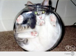 7689dc7f9ef4ccb83487f4a3de0f6916.jpg (2071 просмотр) <a class='original' href='./download/file.php?id=25119&mode=view' target=_blank>Загрузить оригинал (25.11 КБ)</a>