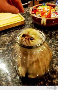 fad8ca90fdba821c0291bc6e8fe7b775.jpg (2071 просмотр) <a class='original' href='./download/file.php?id=25125&mode=view' target=_blank>Загрузить оригинал (41.89 КБ)</a>