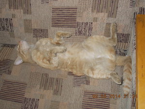 DSCN2553.JPG (2163 просмотра) <a class='original' href='./download/file.php?id=25483&mode=view' target=_blank>Загрузить оригинал (255.21 КБ)</a>