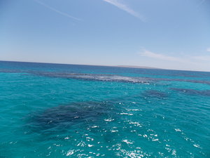 Красное море чистейшая, соленая, дно и кораллы видно (2622 просмотра) <a class='original' href='./download/file.php?id=27582&mode=view' target=_blank>Загрузить оригинал (3.47 МБ)</a>