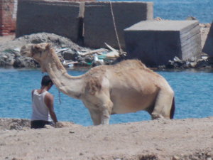 DSCN0974.JPG (2622 просмотра) <a class='original' href='./download/file.php?id=27586&mode=view' target=_blank>Загрузить оригинал (3.85 МБ)</a>