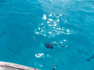 Рыбки подплыли к катеру (2622 просмотра) <a class='original' href='./download/file.php?id=27587&mode=view' target=_blank>Загрузить оригинал (3.62 МБ)</a>