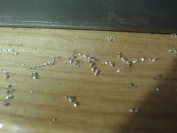 DSC06685_измен.размер.JPG (8265 просмотров) <a class='original' href='./download/file.php?id=2854&mode=view' target=_blank>Загрузить оригинал (164.16 КБ)</a>