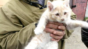 64f2e1d0-006a-11e4-af80-bdbcb49eddfc_0c2d4ac0-fae0-11e3-a1d3-93c9d745c129_CEN_CatSpring_05.jpg (1934 просмотра) <a class='original' href='./download/file.php?id=30306&mode=view' target=_blank>Загрузить оригинал (46.48 КБ)</a>