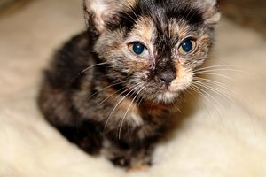 IMG_6253.JPG (4518 просмотров) <a class='original' href='./download/file.php?id=31582&mode=view' target=_blank>Загрузить оригинал (122.04 КБ)</a>