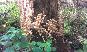 IMAG0767.jpg (2063 просмотра) <a class='original' href='./download/file.php?id=33231&mode=view' target=_blank>Загрузить оригинал (1.18 МБ)</a>