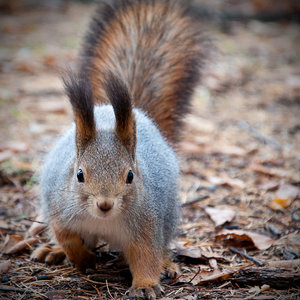 DSC_0020.jpg (4019 просмотров) <a class='original' href='./download/file.php?id=33914&mode=view' target=_blank>Загрузить оригинал (2.98 МБ)</a>