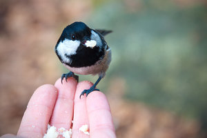 DSC_0151.jpg (4019 просмотров) <a class='original' href='./download/file.php?id=33917&mode=view' target=_blank>Загрузить оригинал (2.46 МБ)</a>