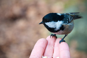 DSC_0159.jpg (4019 просмотров) <a class='original' href='./download/file.php?id=33918&mode=view' target=_blank>Загрузить оригинал (2.32 МБ)</a>