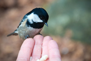 DSC_0167.jpg (4019 просмотров) <a class='original' href='./download/file.php?id=33919&mode=view' target=_blank>Загрузить оригинал (2.02 МБ)</a>