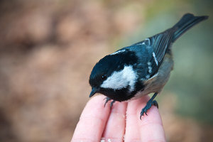 DSC_0170.jpg (4019 просмотров) <a class='original' href='./download/file.php?id=33920&mode=view' target=_blank>Загрузить оригинал (2.4 МБ)</a>