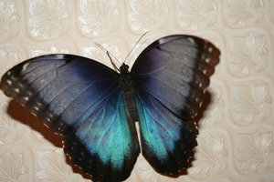 IMG_1709.JPG (3968 просмотров) <a class='original' href='./download/file.php?id=33933&mode=view' target=_blank>Загрузить оригинал (3.14 МБ)</a>