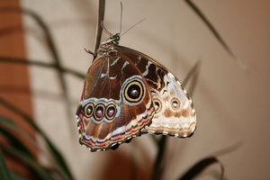 IMG_1704_1.JPG (3968 просмотров) <a class='original' href='./download/file.php?id=33934&mode=view' target=_blank>Загрузить оригинал (3.04 МБ)</a>